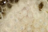 Free-Standing, Petoskey Stone (Fossil Coral) Section - Michigan #160263-2